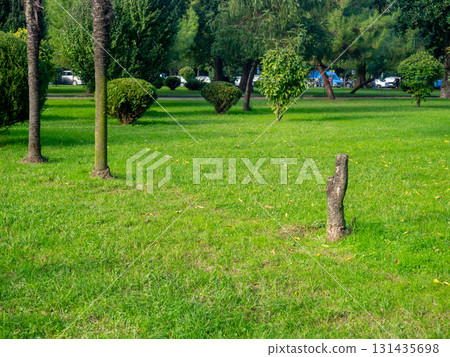 Landscaping a park in the city. Remains of a felled tree among whole ones. 131435698