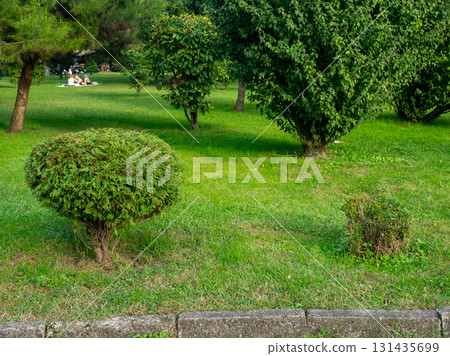 Landscaping a park in the city. Trimmed juniper bush. Green lawn. 131435699
