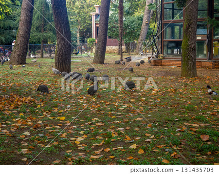 City park with animals. Fencing for animals. Peacock babies. Many birds walk on the ground. Nursery. City park with animals. Fencing for animals. Peacock babies. Many birds walk on the ground. Nursery. 131435703