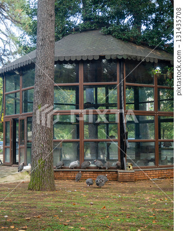 City park with animals. Fencing for animals. Peacock babies. Many birds walk on the ground. Nursery. City park with animals. Fencing for animals. Peacock babies. Many birds walk on the ground. Nursery. 131435708