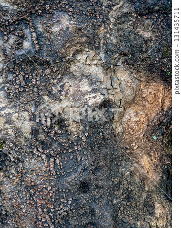 Wrinkled structure of tree bark. Tree trunk background. Natural material close up Wrinkled structure of tree bark. Tree trunk background. Natural material close up 131435711