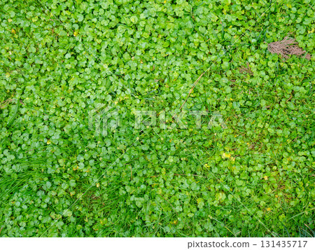 Background from small leaves of a small plant. Soft green grass in the park. Gently green background Background from small leaves of a small plant. Soft green grass in the park. Gently green background 131435717