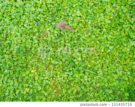 Background from small leaves of a small plant. Soft green grass in the park. Gently green background. Background from small leaves of a small plant. Soft green grass in the park. Gently green background. 131435719