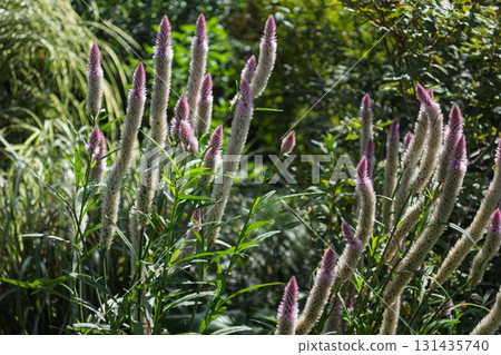 Celosia Celosia 131435740
