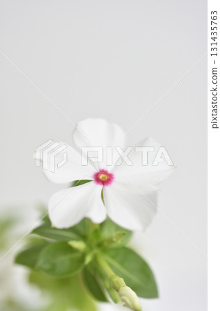 每日草 131435763