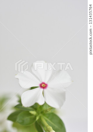 長春花 長春花 131435764