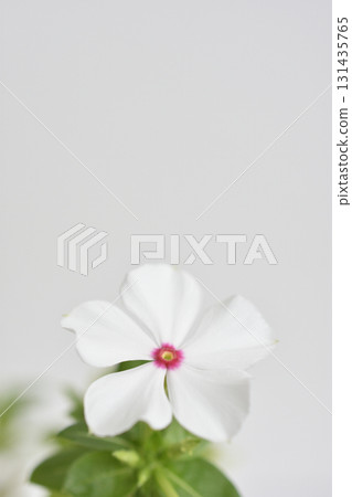 每日草 131435765