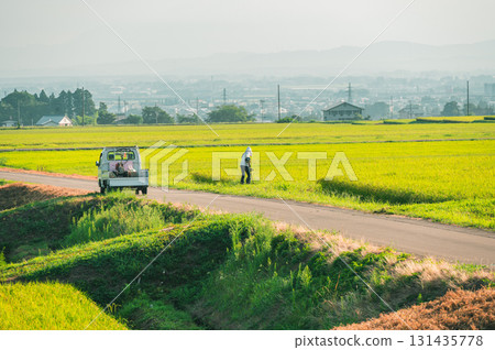 Summer rice paddy area [Niigata Prefecture] 131435778