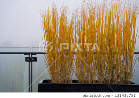 Tall yellow ornamental grass in a black planter placed on a fog-covered balcony in autumn 131435781
