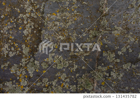 Lichen growing on rough stone surface with natural texture in Czech Republic 131435782
