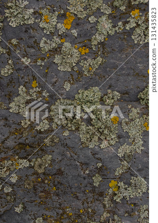 Lichen growing on rough stone surface with natural texture in Czech Republic. Vertical slide. 131435823