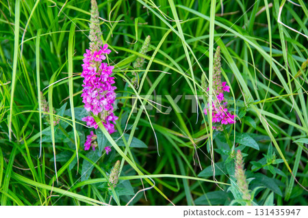 Close up image of little pink flowers in the park with green background. A bunch of purple flowers with the word bee on the bottom. High quality photo 131435947