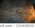 fossil trilobite imprint in the sediment. 3.6 Billion Year old Trilobite. Dinosaur skeleton in ground stone Fossil Tyrannosaurus archaeological excavations. 131436010