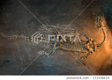 fossil trilobite imprint in the sediment. 3.6 Billion Year old Trilobite. Dinosaur skeleton in ground stone Fossil Tyrannosaurus archaeological excavations. 131436010