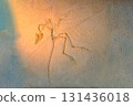 fossil trilobite imprint in the sediment. 3.6 Billion Year old Trilobite. Dinosaur skeleton in ground stone Fossil Tyrannosaurus archaeological excavations. 131436018