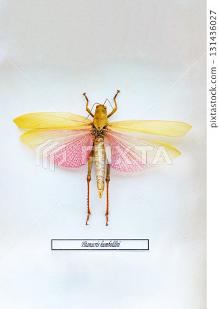 Exotic insects of the fauna of South America common in Central and South America Mexico and the Pacific fauna. Large tropical species of semi-winged Large hymenoptera scorpion-like spiders and beetles Exotic insects of the fauna of South America common in Central and South America Mexico and the Pacific fauna. Large tropical species of semi-winged Large hymenoptera scorpion-like spiders and beetles 131436027