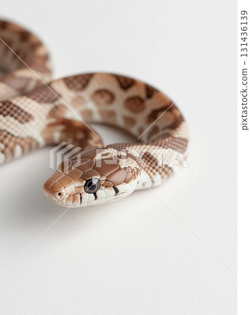 Closeup of a snake with detailed pattern, nature, scales, brown and white wildlife animal shot 131436139