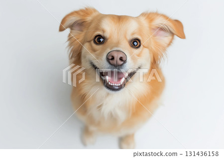 Portrait of a Golden Retriever dog with a smile, happy furry pet seen in friendly animal face Portrait of a Golden Retriever dog with a smile, happy furry pet seen in friendly animal face 131436158