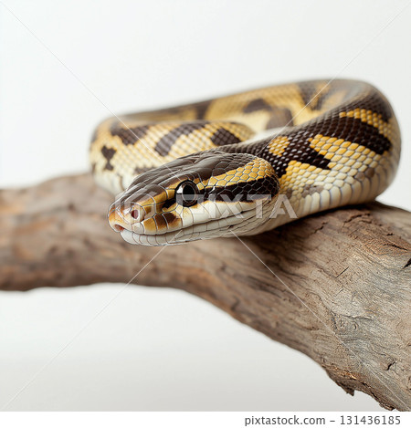 Snake python reptile serpentine animal in its natural wildlife habitat, showcasing exotic scales and patterns. Snake python reptile serpentine animal in its natural wildlife habitat, showcasing exotic scales and patterns. 131436185