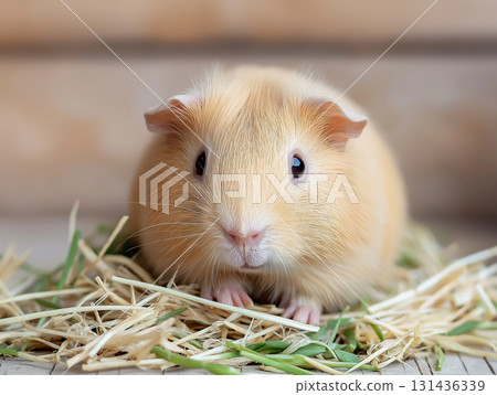 Adorable guinea pig with fluffy fur and curious eyes, perfect for animal lovers and pet enthusiasts. Adorable guinea pig with fluffy fur and curious eyes, perfect for animal lovers and pet enthusiasts. 131436339