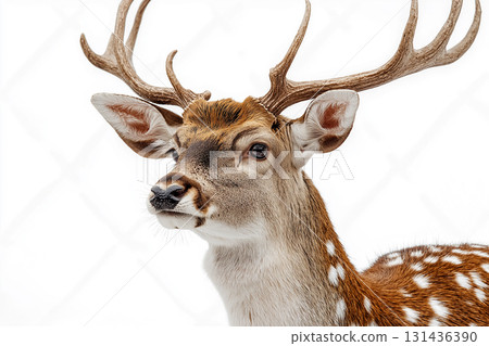Majestic deer with antlers in the wildlife nature, a stunning animal in the forest. Majestic deer with antlers in the wildlife nature, a stunning animal in the forest. 131436390