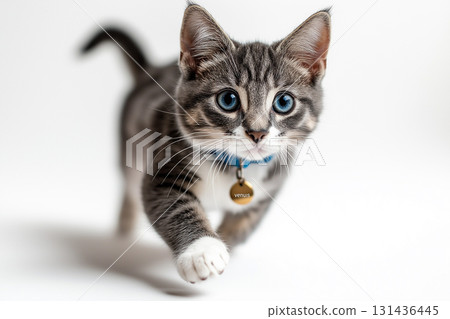 Adorable kitten with blue eyes and a playful expression, perfect for animal lovers and pet enthusiasts. 131436445