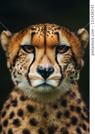 Cheetah wild big cat with spots and predator look in a safari setting, fast animal in nature Cheetah wild big cat with spots and predator look in a safari setting, fast animal in nature 131436541