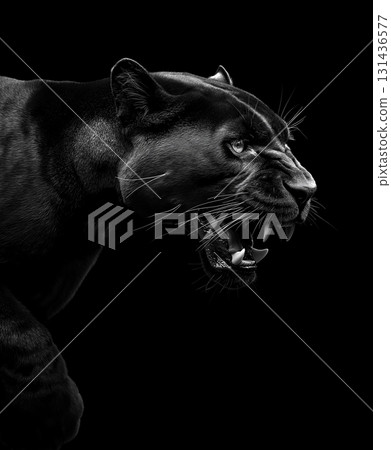 Black Panther portrait featuring intense eyes, sharp teeth, and wild elegance in nature Black Panther portrait featuring intense eyes, sharp teeth, and wild elegance in nature 131436577