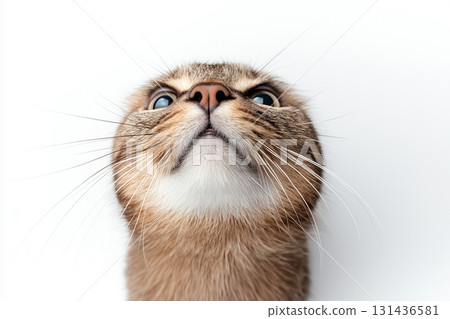 Abyssinian cat with whiskers, a cute pet animal, closeup of nose and eyes 131436581