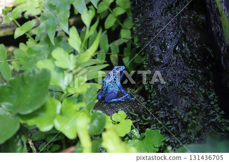 Dendrobates tinctorius stands out in the tropical rainforest Dendrobates tinctorius stands out in the tropical rainforest 131436705