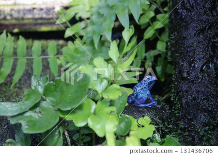 Dendrobates tinctorius stands out in the tropical rainforest Dendrobates tinctorius stands out in the tropical rainforest 131436706