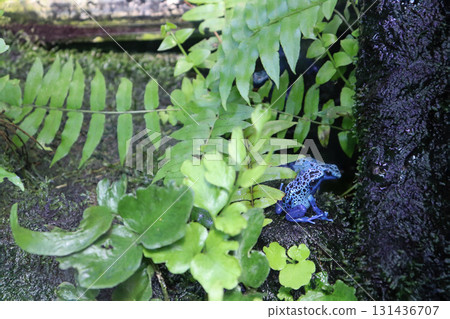 熱帶雨林中的紅樹蛙 131436707