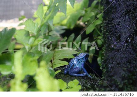 熱帶雨林中的紅樹蛙 熱帶雨林中的紅樹蛙 131436710