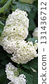 Green white hydrangea flowers, soft light natural background vertical floral wallpaper 131436712