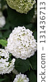 White green hydrangea blooms natural vertical floral wallpaper 131436713