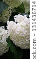 Nature flower background, white hydrangea flowers vertical floral backdrop design 131436714