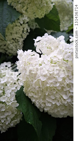 Nature flower background, white hydrangea flowers vertical floral backdrop design Nature flower background, white hydrangea flowers vertical floral backdrop design 131436714