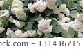 Lush hydrangea plant blooming with white flowers, natural light background for floral wallpaper 131436715