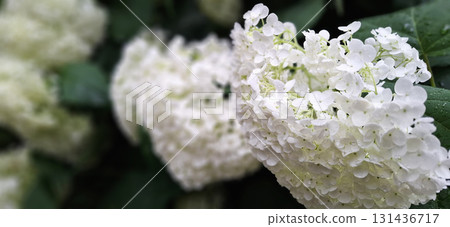 White hydrangea flowers, soft light natural background for floral wallpaper White hydrangea flowers, soft light natural background for floral wallpaper 131436717