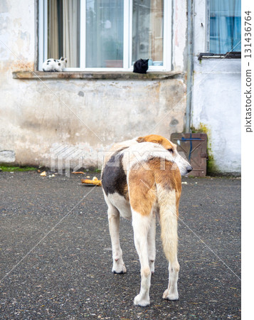 Dog and cats on the window. The dog looks at the cats. Dog's backside Dog and cats on the window. The dog looks at the cats. Dog's backside 131436764