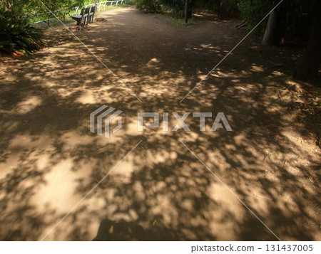 Sunbeams 131437005