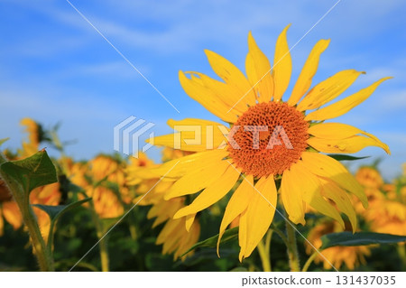 Sunflower in the blue sky Sunflower in the blue sky 131437035