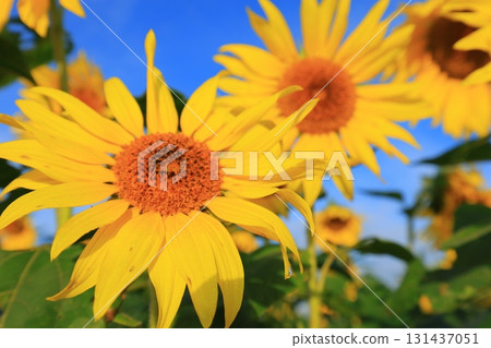 Sunflower in the blue sky 131437051