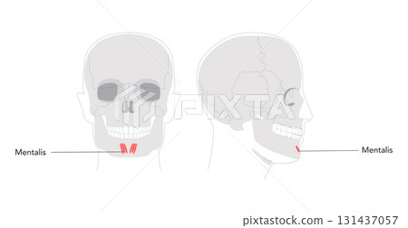 Mentalis - Human chin muscle depicted in labeled diagram responsible for elevating and protruding the lower lip, critical 131437057