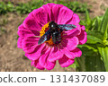 Black carpenter bee collecting nectar from a vibrant pink zinnia flower on a sunny day. 131437089