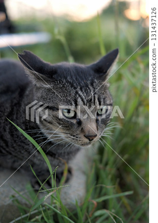 Tabby cat playing in the square 131437126