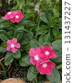Nichinichiso 131437227