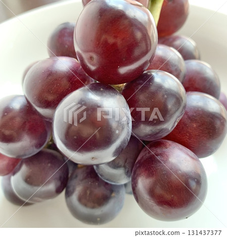 圖片素材：閃耀美麗秋日氣息，Pione 131437377