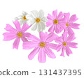 Realistic cosmos illustration 131437395