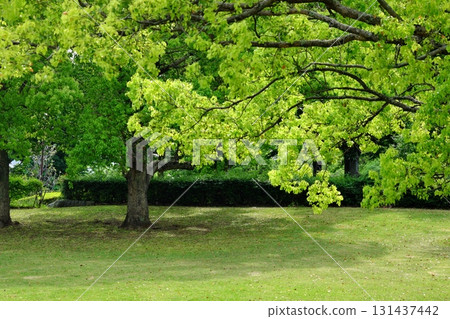 美麗清新的綠色公園 美麗清新的綠色公園 131437442